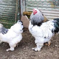 Galline e galli Brahma