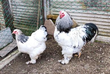 Galline e galli Brahma