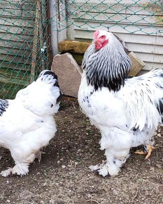 Galline e galli Brahma