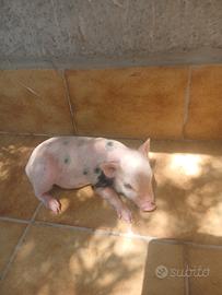 disponibili msialini vietnamiti 