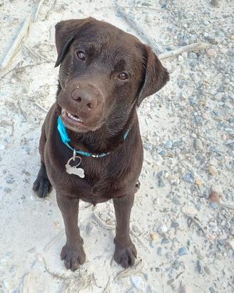 labrador da riproduzione 