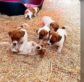 Jack Russell ultimi