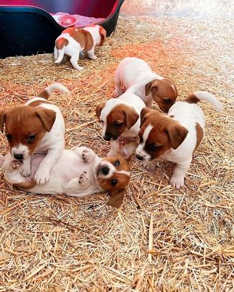Jack Russell ultimi