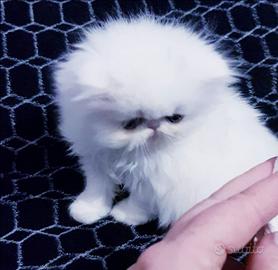 Gattini persiani ipertipici