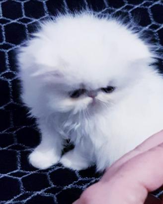 Gattini persiani ipertipici