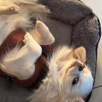 Chihuahua maschio pedigree ENCI per monte