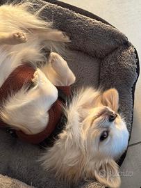 Chihuahua maschio pedigree ENCI per monte