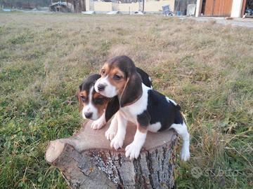 Beagle Elisabeth Cuccioli