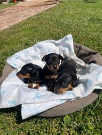 Cuccioli di Pincher