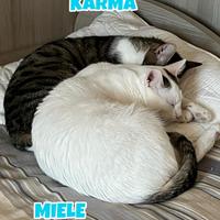 Simba, Sole, Liam e Nala gatti in adozione
