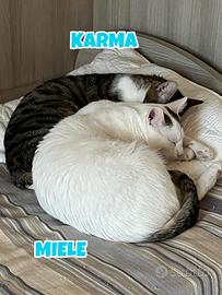 Simba, Sole, Liam e Nala gatti in adozione