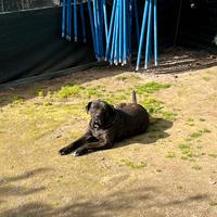 Cane corso italiano da monta con pedigree