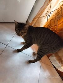 Gatto maschio di 10 mesi di nome yaki