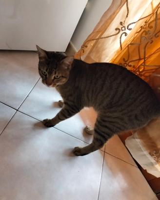 Gatto maschio di 10 mesi di nome yaki