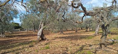 Casamassima: terreno 5000mq