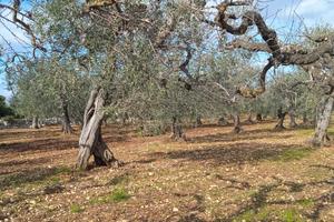 Casamassima: terreno 5000mq