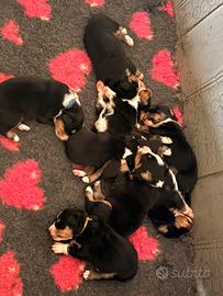 Cuccioli pastore australiano