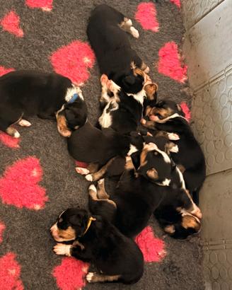 Cuccioli pastore australiano