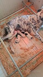 cucciolo setter inglesi