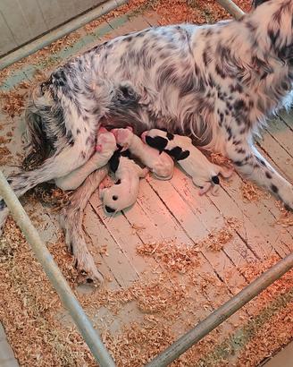 cucciolo setter inglesi