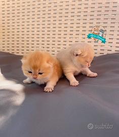 British Shorthair Scottish Straight Enfi