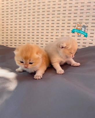 British Shorthair Scottish Straight Enfi