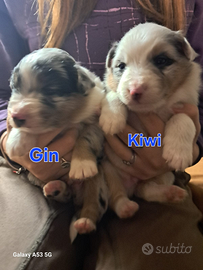 Cuccioli pastore australiano