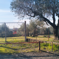 Terreno agricolo con ulivi