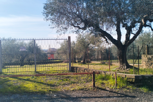 Terreno agricolo con ulivi