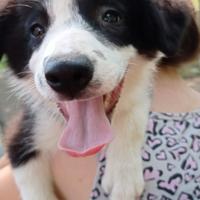 Border collie con pedigree