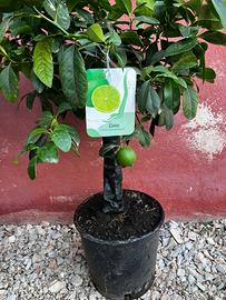 Pianda di lime