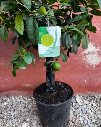 Pianda di lime