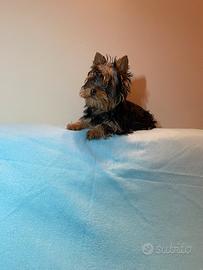 Yorkshire terrier