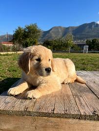 Golden Retriver 100% inglesi con pedigree