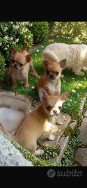 Chihuahua