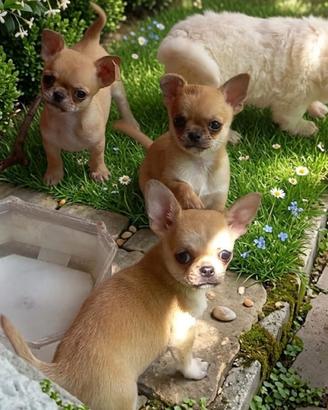 Chihuahua