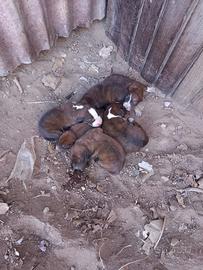 Cuccioli di segugio maremmano