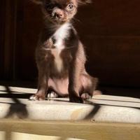 Chihuahua Femminuccia per accoppiamento