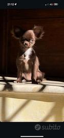 Chihuahua Femminuccia per accoppiamento