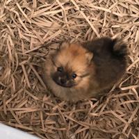 Spitz di pomerania mini toy