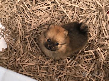 Spitz di pomerania mini toy