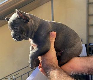 Bulldog Francese