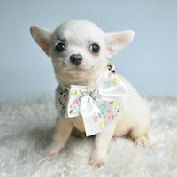 Chihuahua cucciola pelo corto bianca
