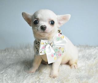 Chihuahua cucciola pelo corto bianca