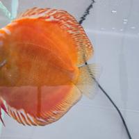 Discus