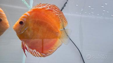 Discus