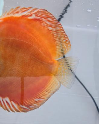 Discus