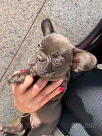 Bulldog francese