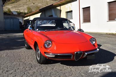 Alfa Romeo Duetto "Osso di Seppia"