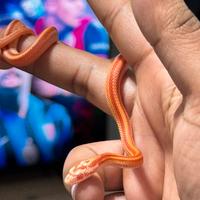 Serpente del grano albino